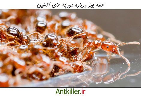 هر آنچه باید در مورد مورچه های آتشین بدانید