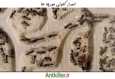 اسرار کلونی مورچه ها