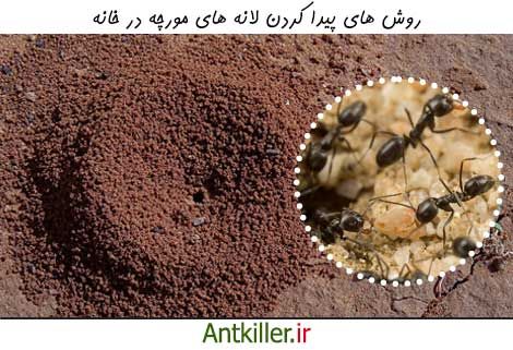 چگون لانه مورچه ها را پیدا کنیم؟