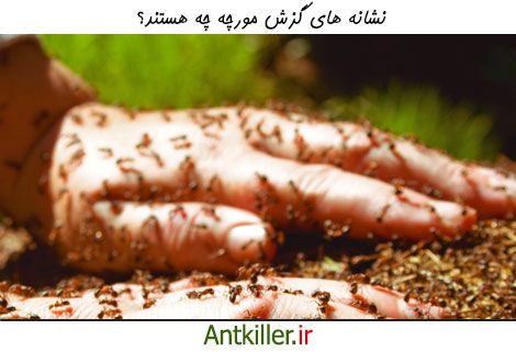 علائم گزش مورچه چه هستند؟