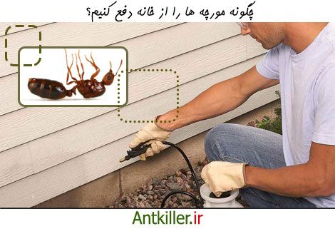چگونگی دفع قطعی مورچه از خانه