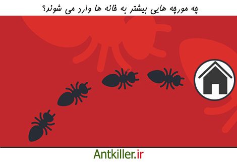 شایع ترین مورچه های خانگی